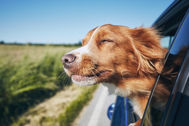 dog-in-car