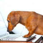 Dog-on-laptop-business-concept