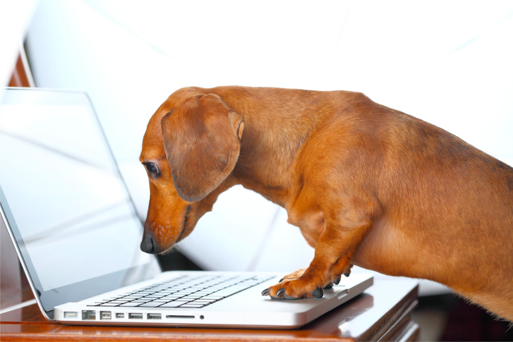 dog-on-laptop-business-concept